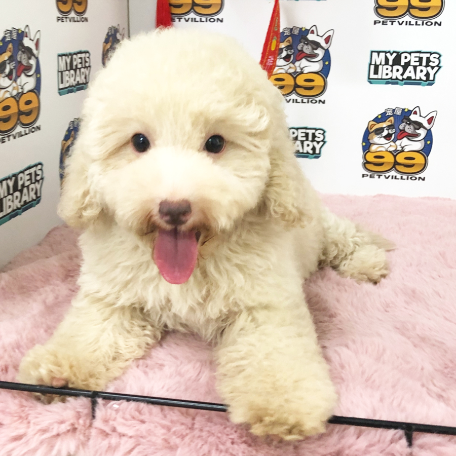 Toy Poodle Puppy (Female) For Sale