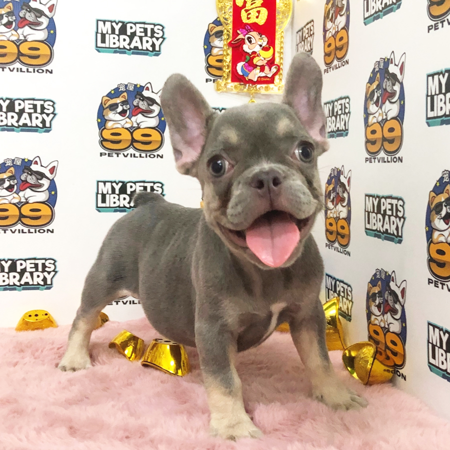 French Bulldog Puppy (Female) For Sale