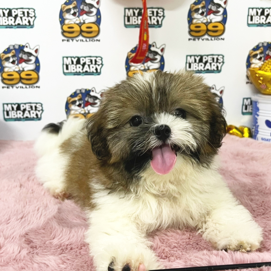Shih Tzu Puppy (Female) For Sale