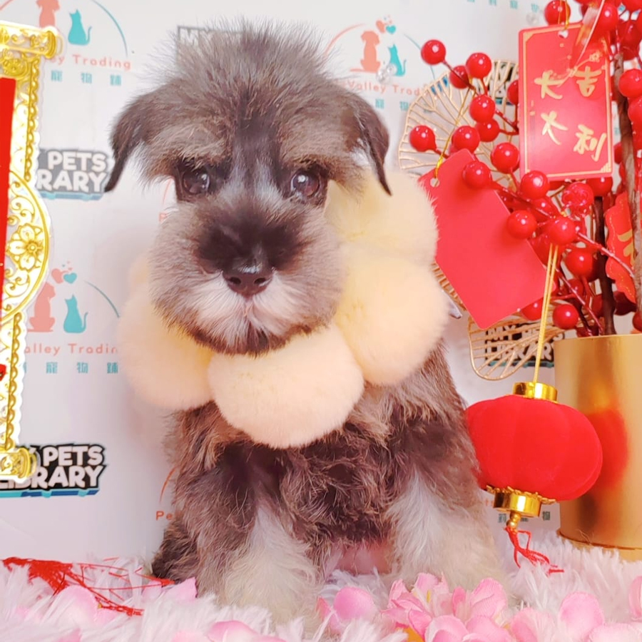 Miniature Schnauzer Puppy (Female) For Sale