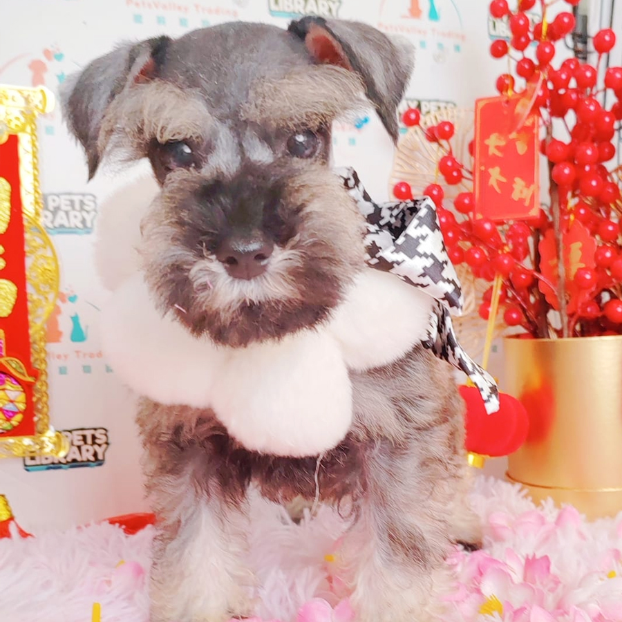 Miniature Schnauzer Puppy (Female) For Sale