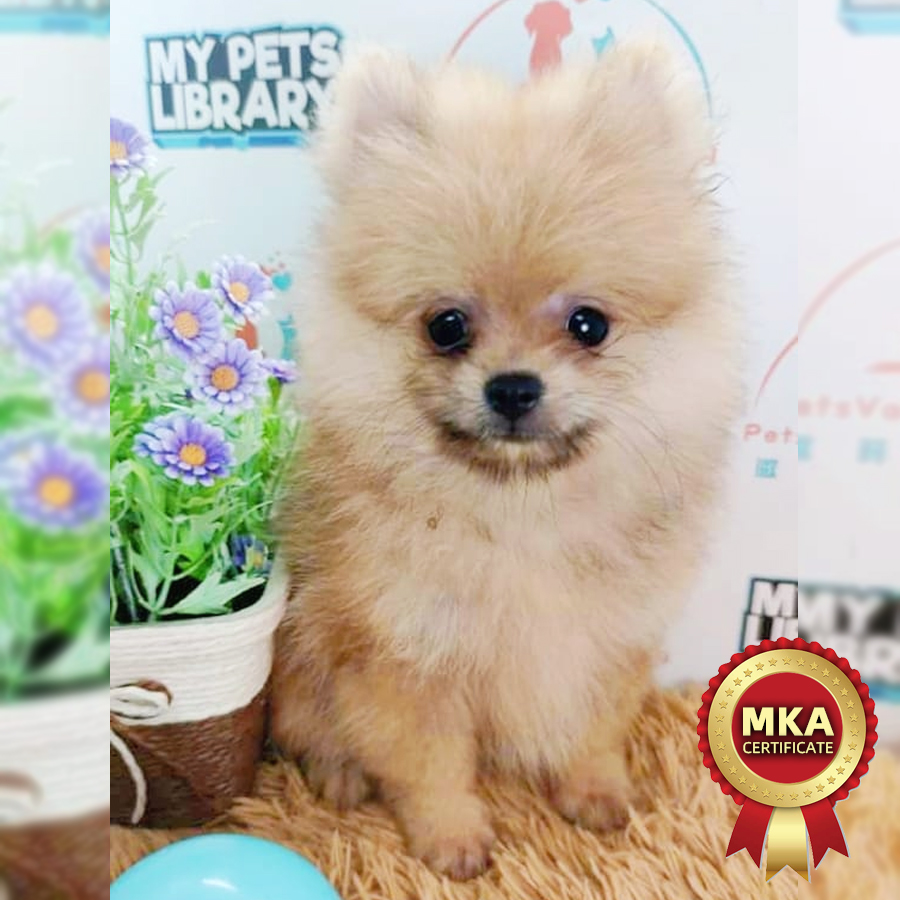MKA Pomeranian Puppy (Female) For Sale