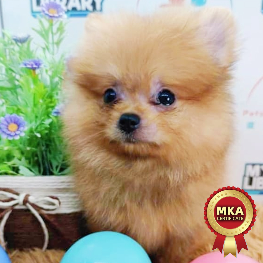 MKA Pomeranian Puppy (Male) For Sale