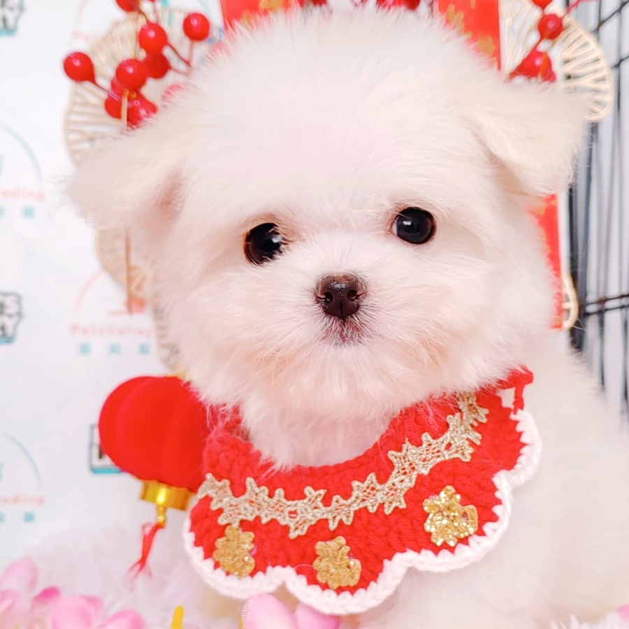 Maltese Puppy (Female) For Sale