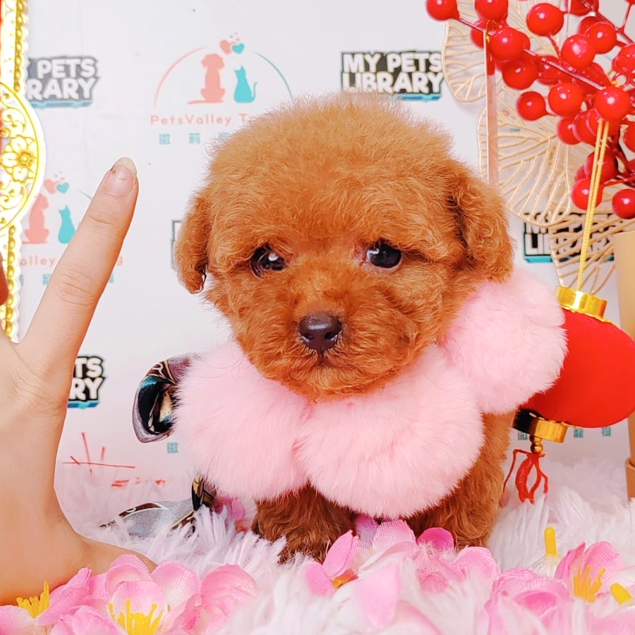 Tiny Poodle Puppy (Male) For Sale