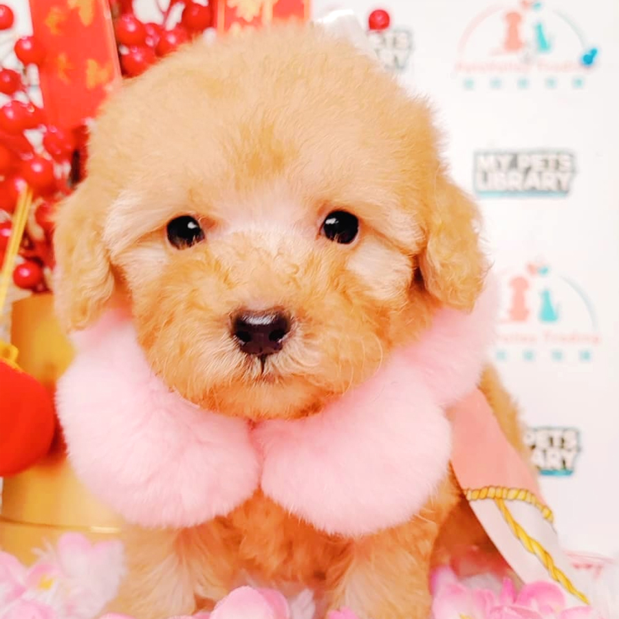 Maltipoo Puppy (Female) For Sale