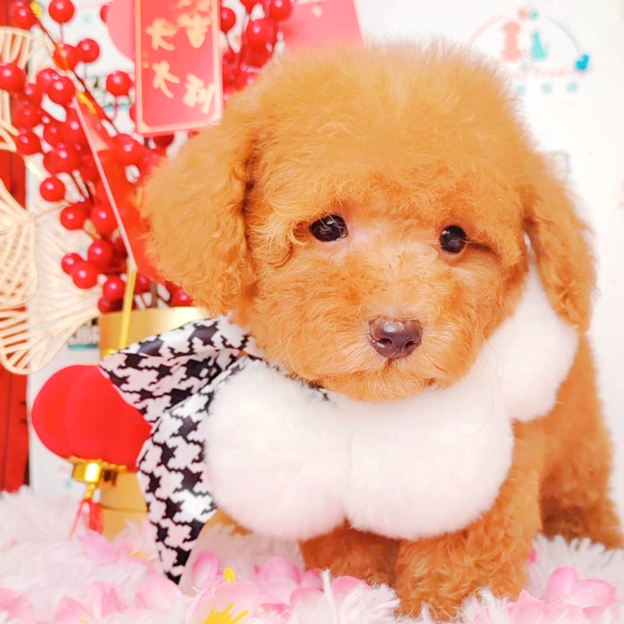 Toy Poodle Puppy (Female) For Sale