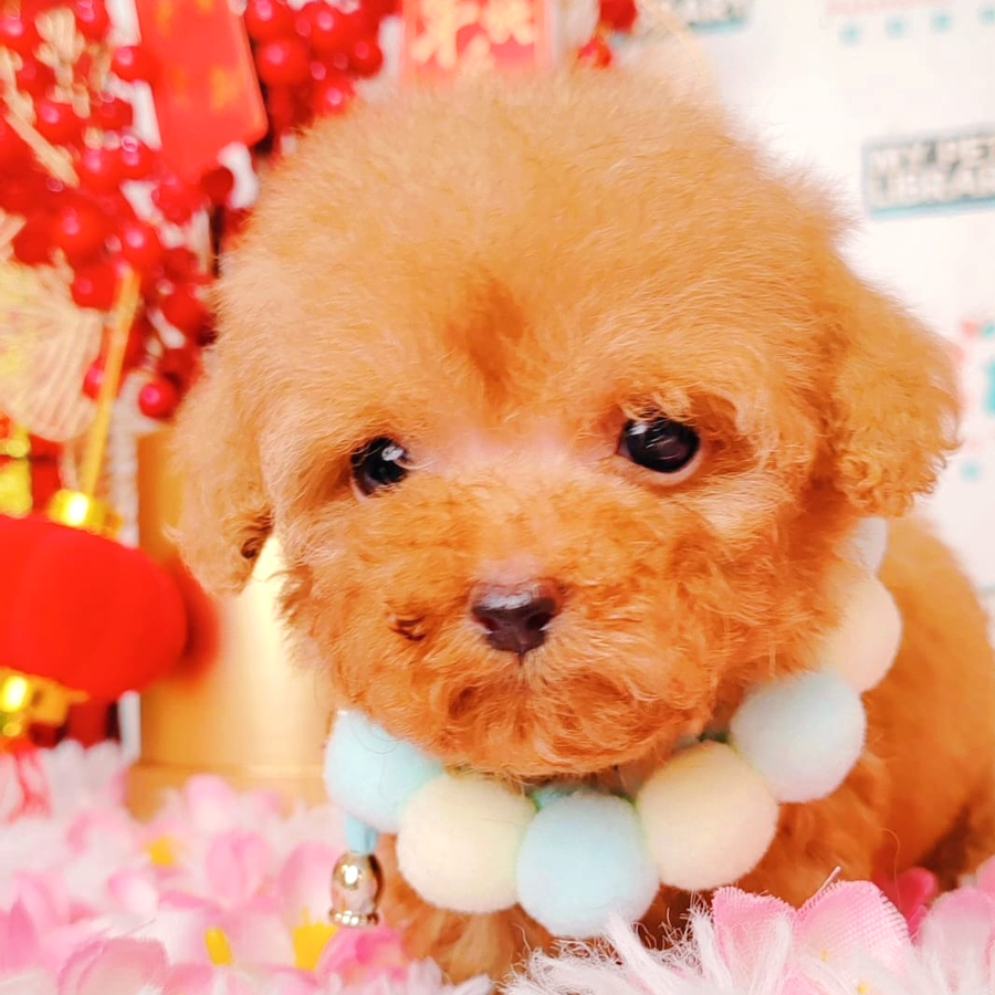 Teacup Poodle Puppy (Male) For Sale