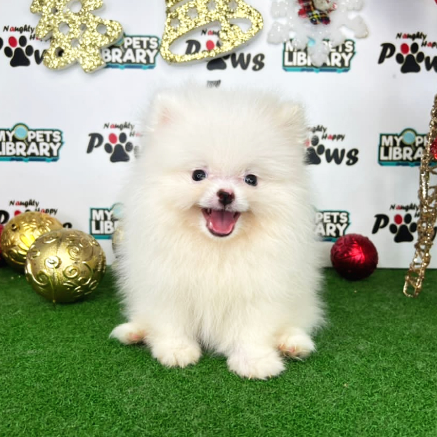 Pomeranian Puppy (Male) For Sale