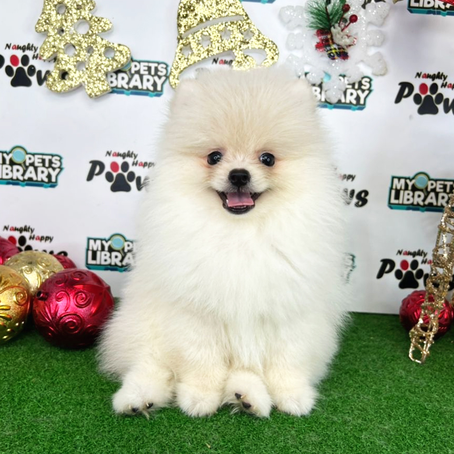 Pomeranian Puppy (Male) For Sale