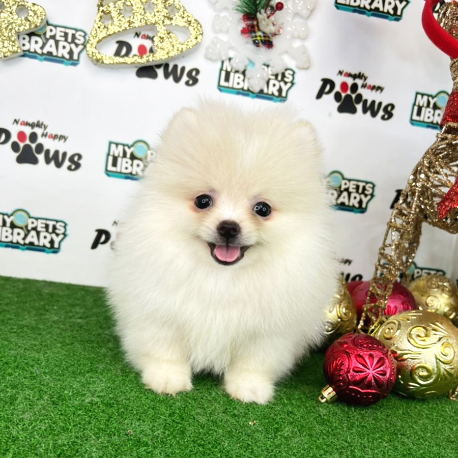 Pomeranian Puppy (Male) For Sale