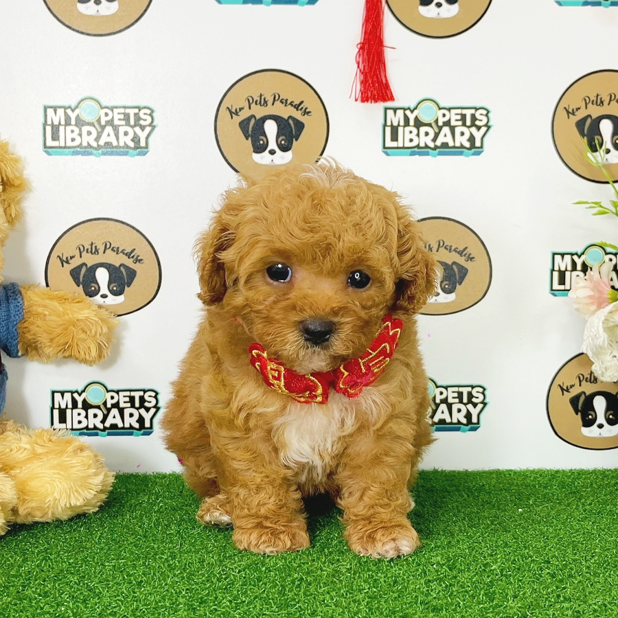 Toy Poodle Puppy (Female) For Sale