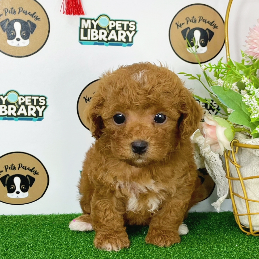 Toy Poodle Puppy (Female) For Sale
