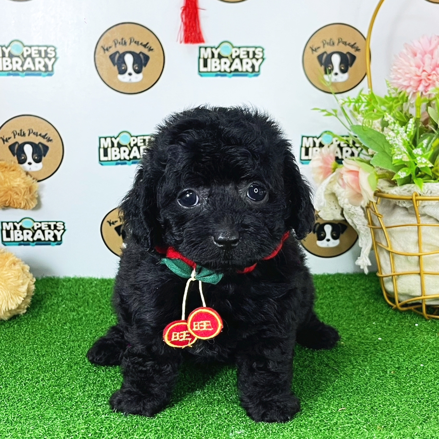 Toy Poodle Puppy (Female) For Sale
