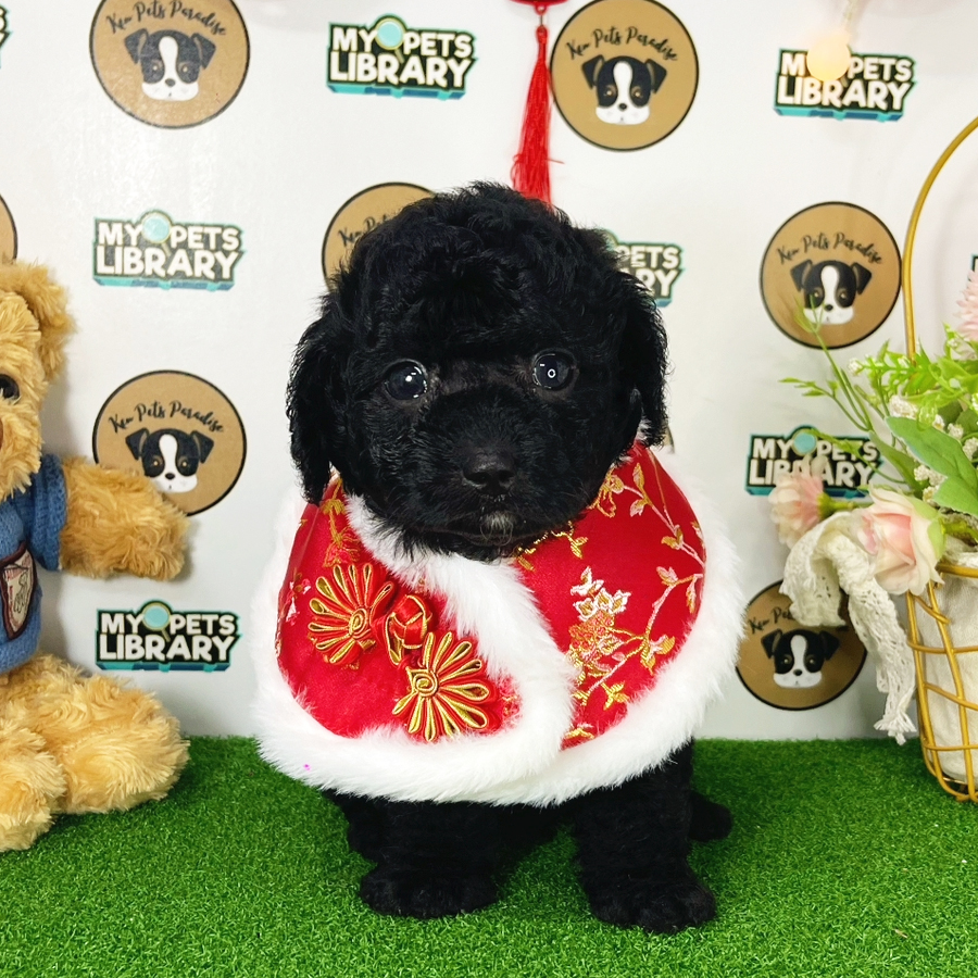 Toy Poodle Puppy (Male) For Sale