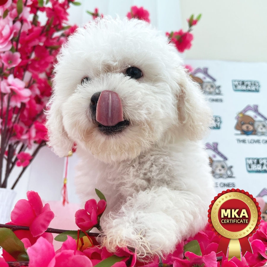 MKA Toy Poodle Puppy (Male) For Sale