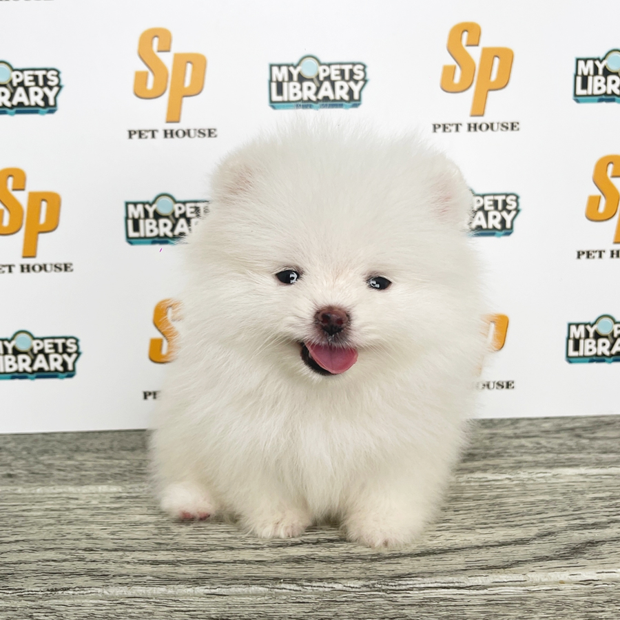 Tiny Pomeranian Puppy (Male) For Sale