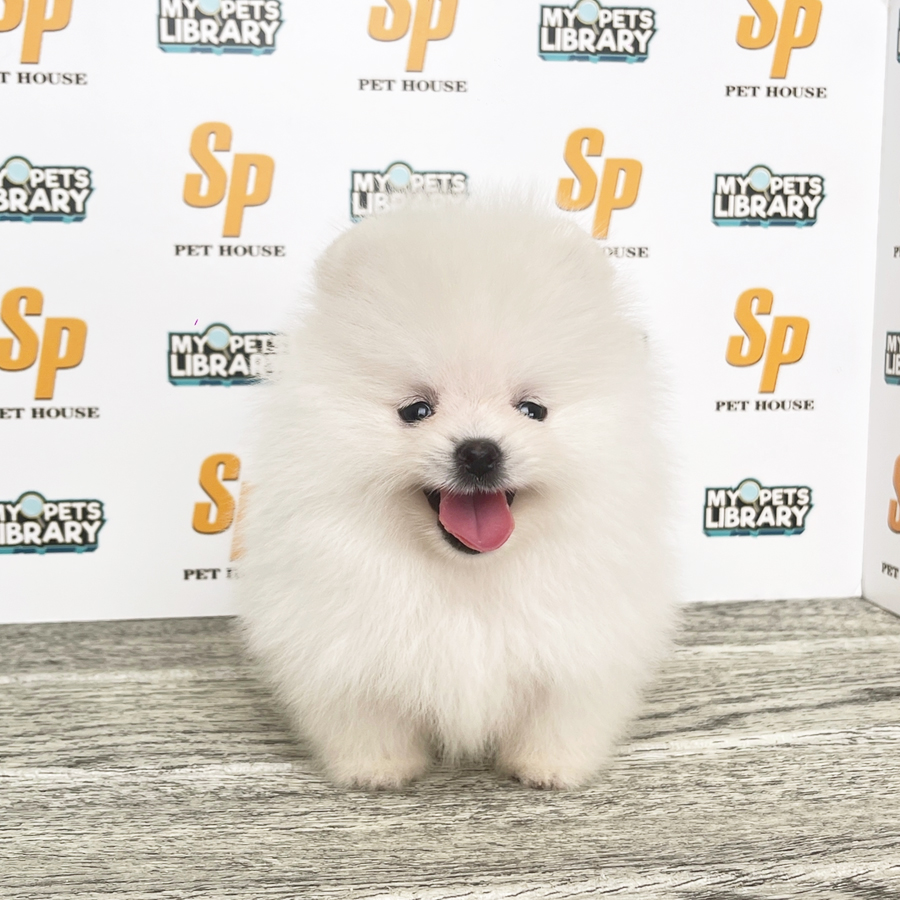 Tiny Pomeranian Puppy (Female) For Sale
