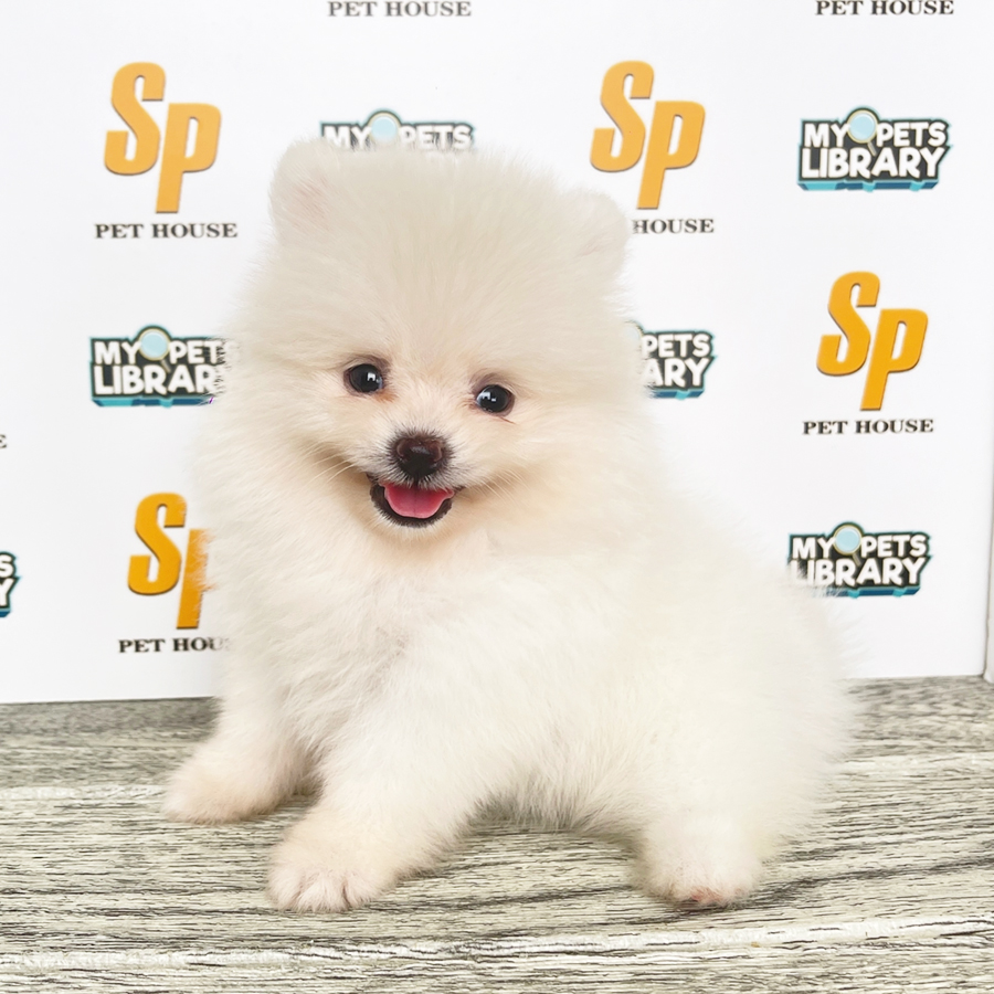 Tiny Pomeranian Puppy (Female) For Sale