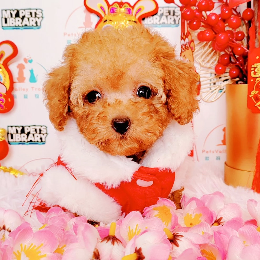 Tiny Poodle Puppy (Female) For Sale