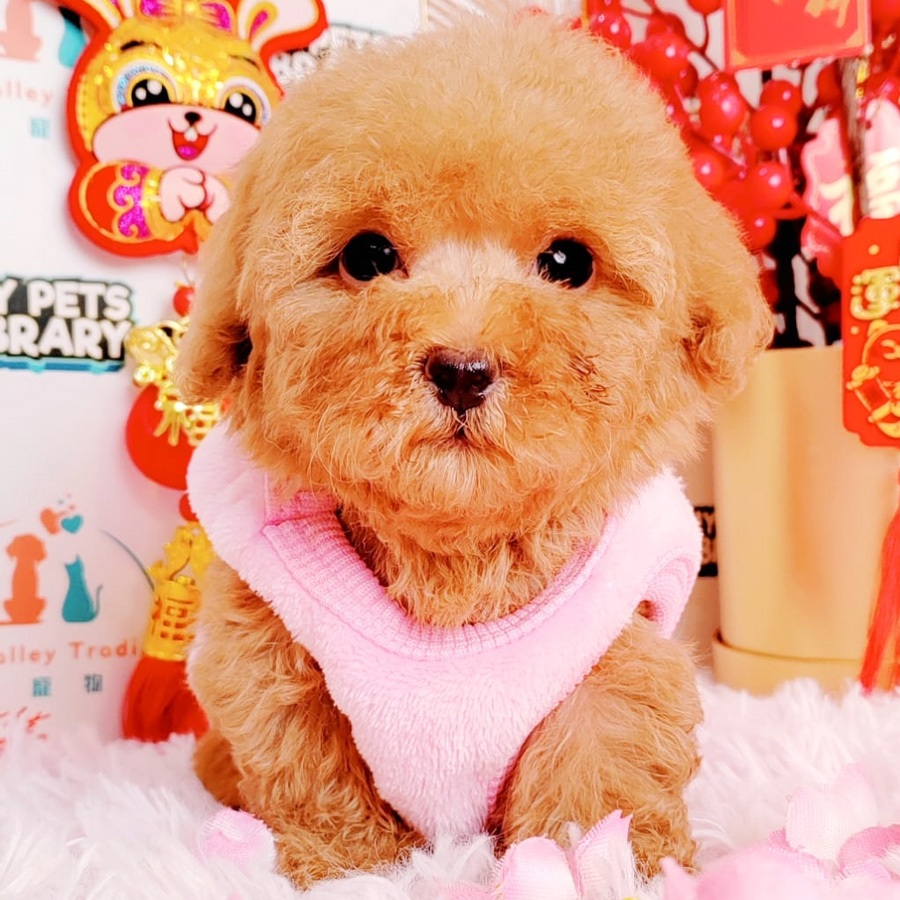 Tiny Poodle Puppy (Male) For Sale