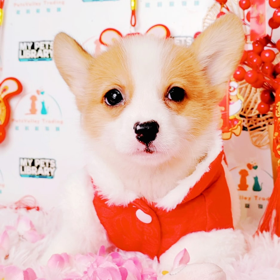 Welsh Corgi Puppy (Female) For Sale