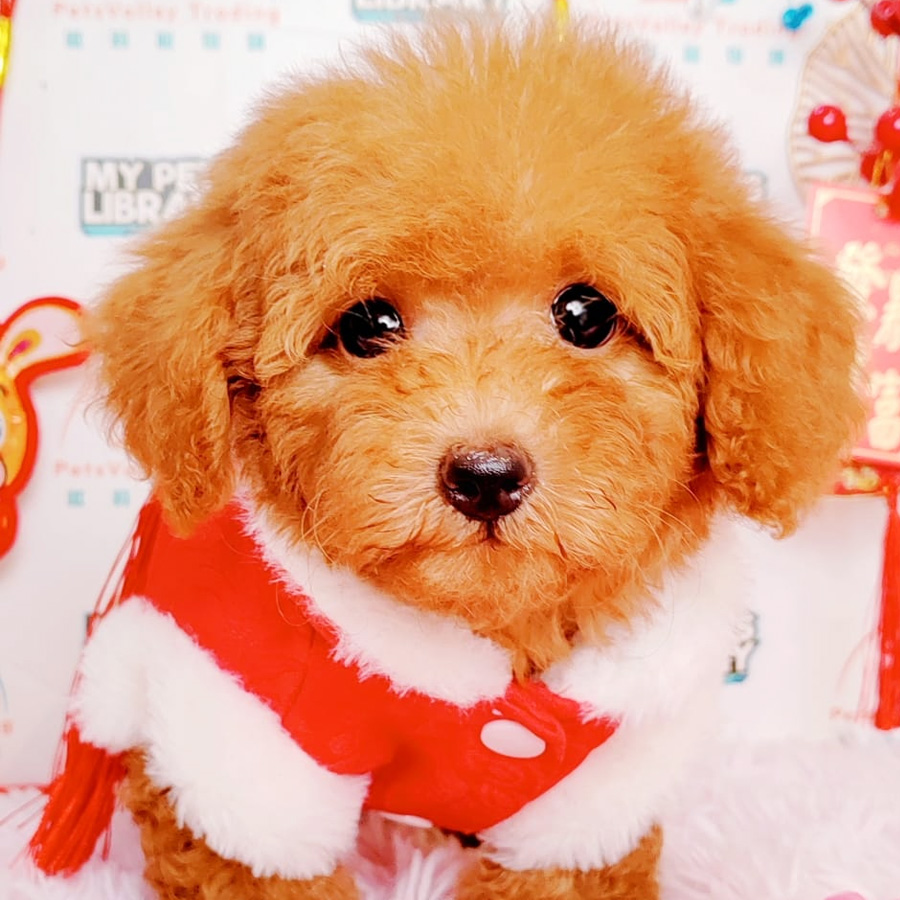 Toy Poodle Puppy (Female) For Sale