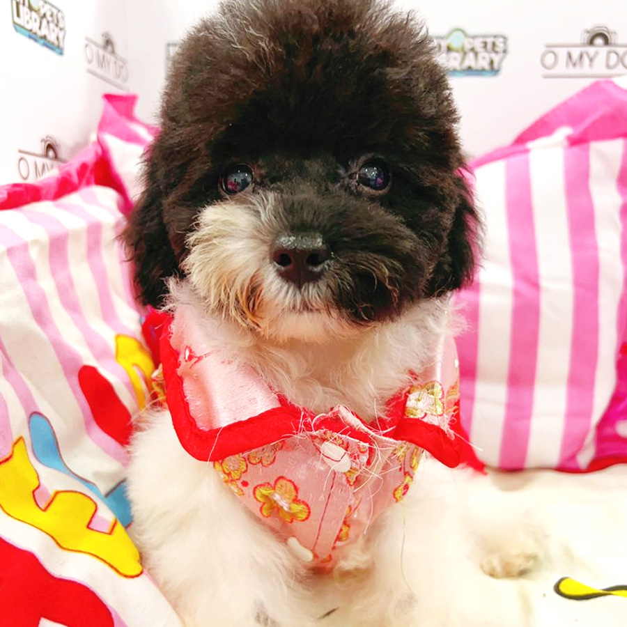 Toy Poodle Puppy (Female) For Sale