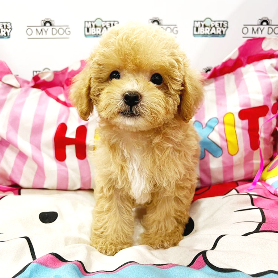 Toy Poodle Puppy (Female) For Sale