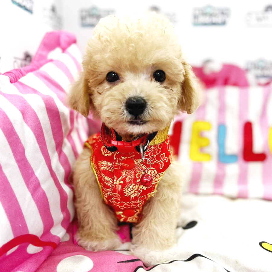 Toy Poodle Puppy (Male) For Sale