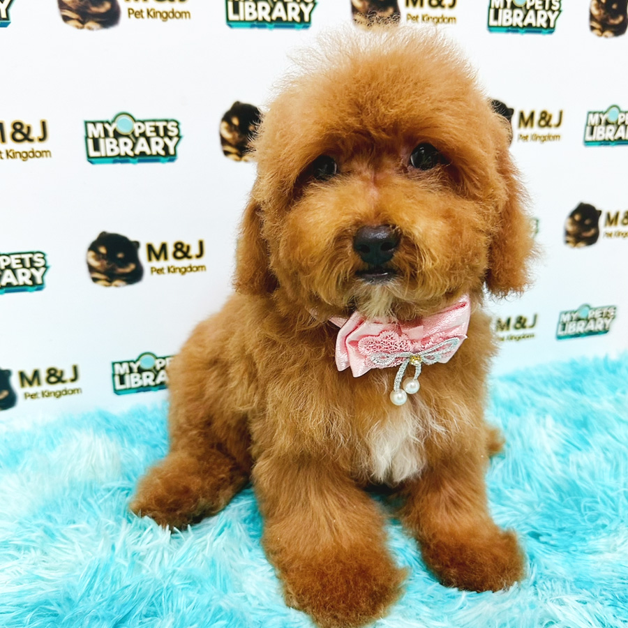 Toy Poodle Puppy (Female) For Sale