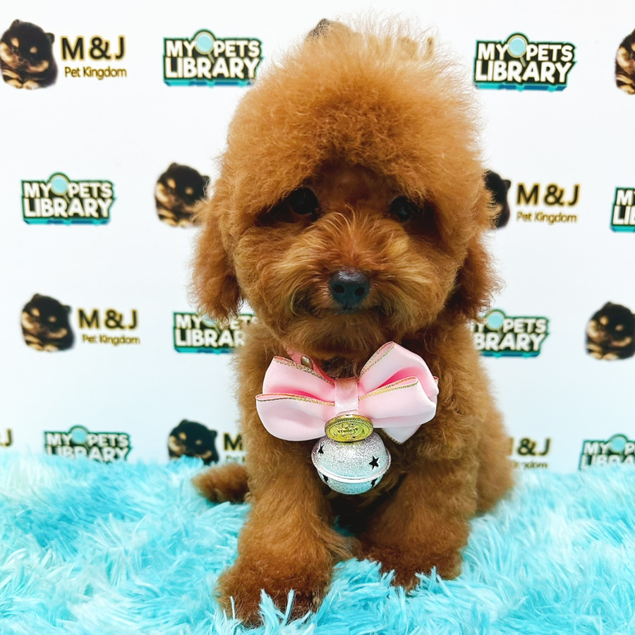 Toy Poodle Puppy (Female) For Sale
