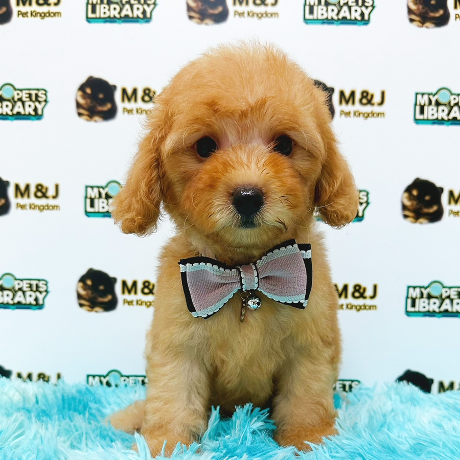 Toy Poodle Puppy (Female) For Sale