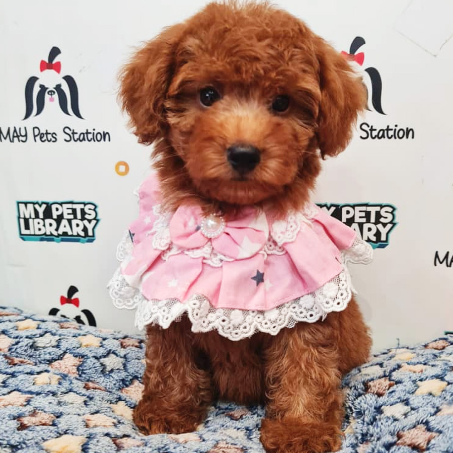 Toy Poodle Puppy (Female) For Sale
