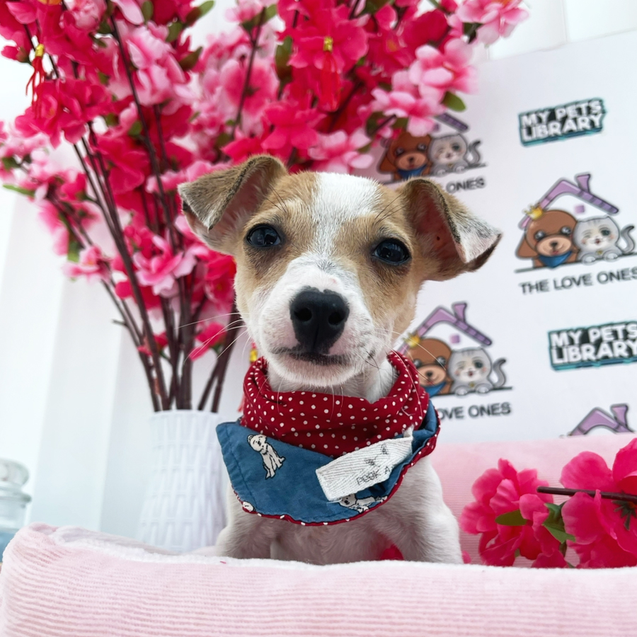 Jack Russell Puppy (Male) For Sale