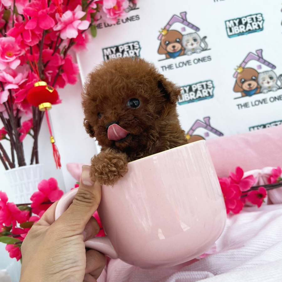 Tiny Poodle Puppy (Female) For Sale