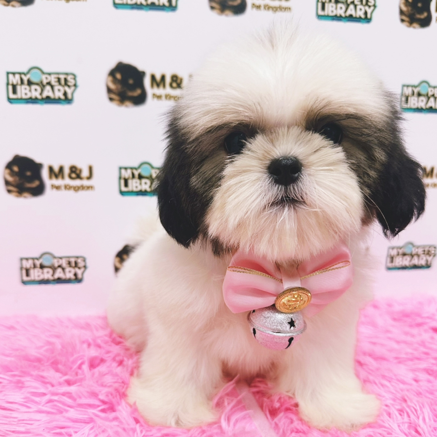 Shih Tzu Puppy (Female) For Sale