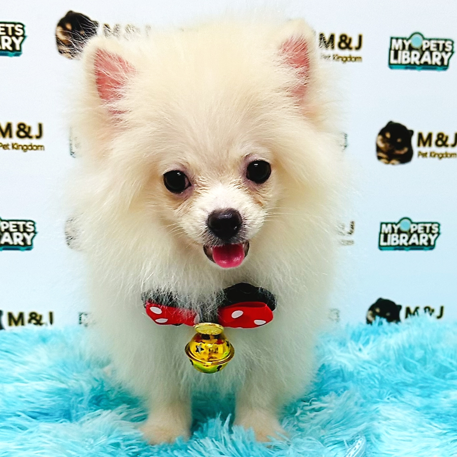 Pomeranian Puppy (Male) For Sale
