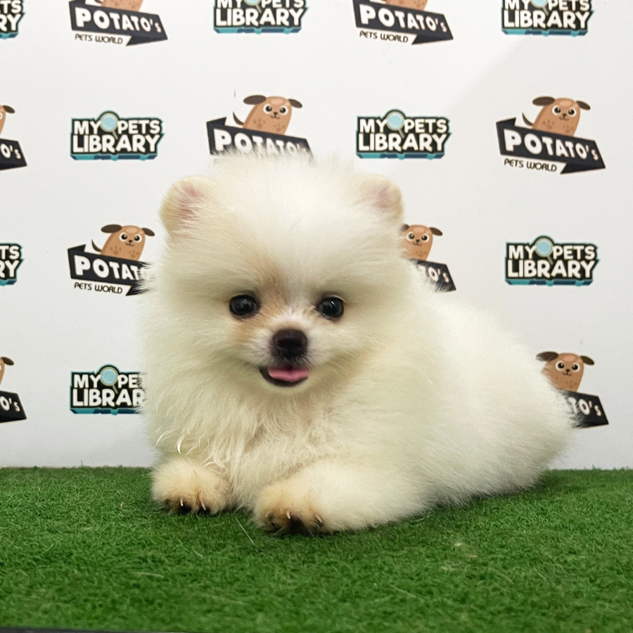 Pomeranian Puppy (Male) For Sale