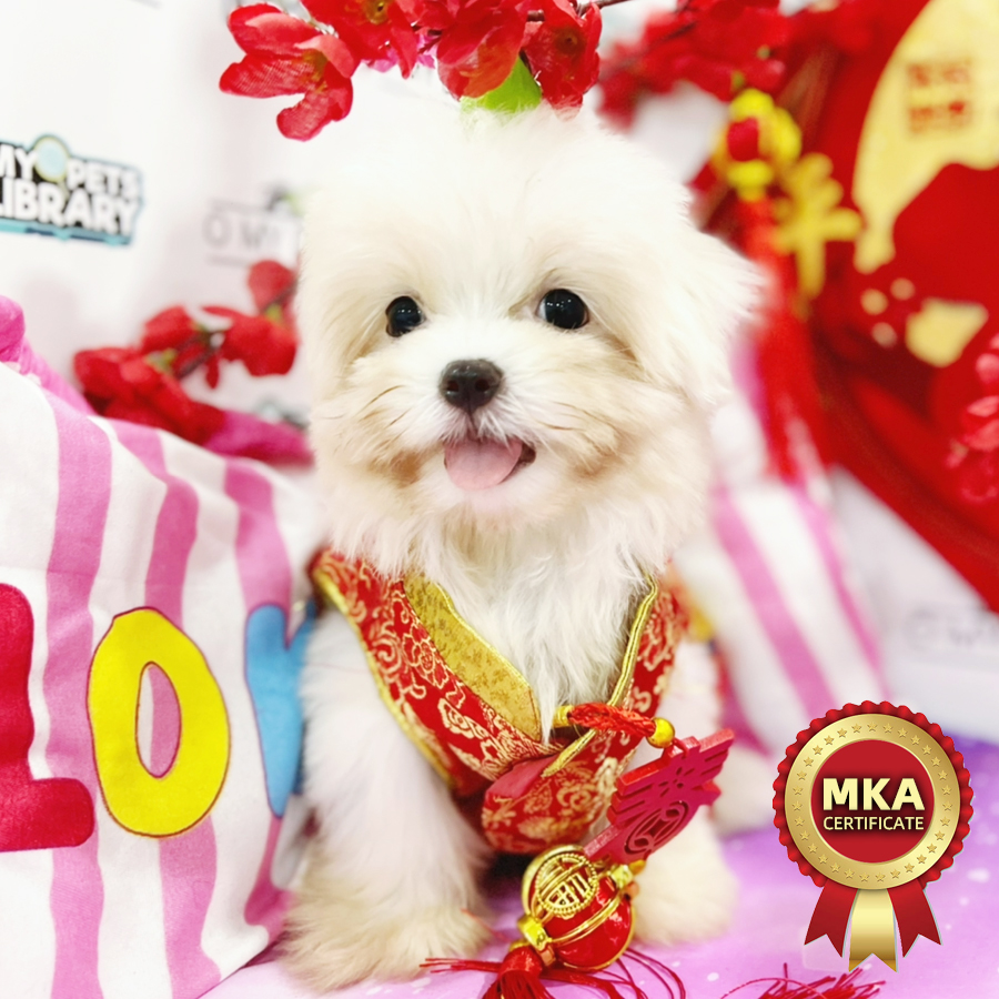 MKA Tiny Maltese Puppy (Male) For Sale