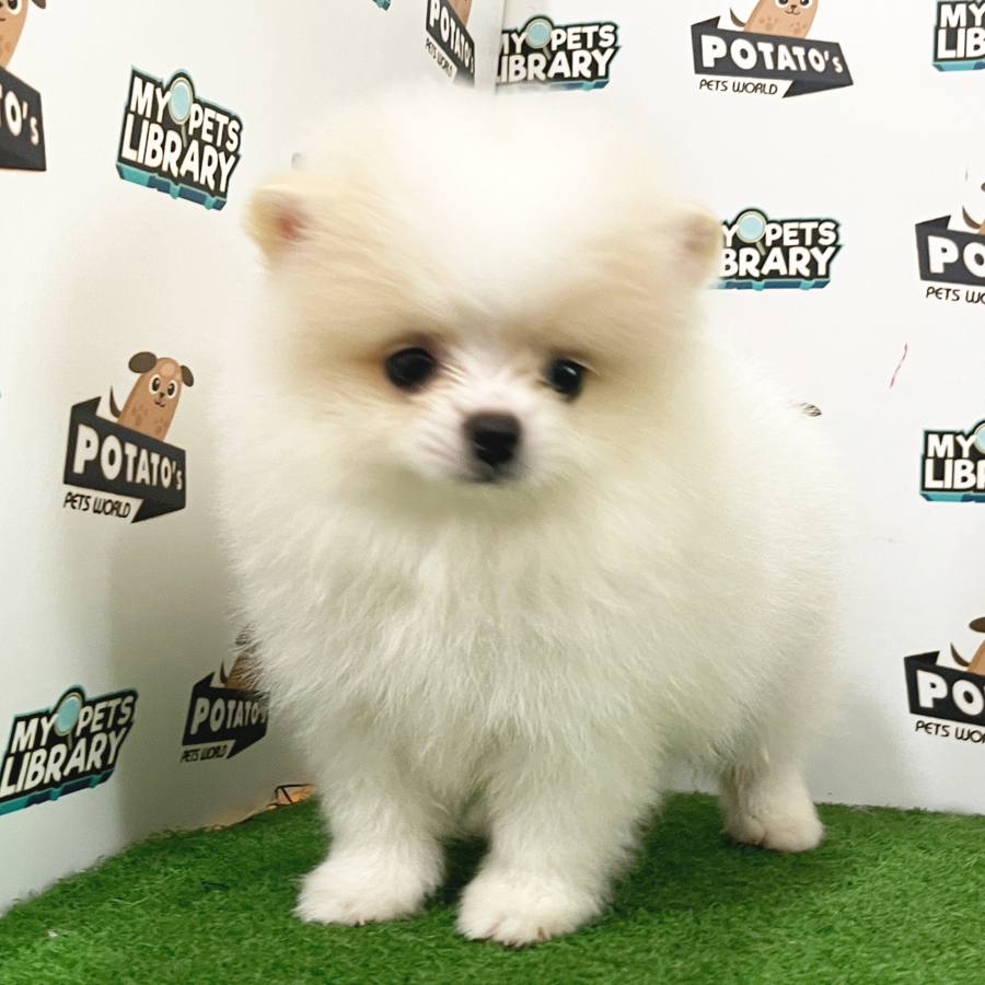 Pomeranian Puppy (Male) For Sale