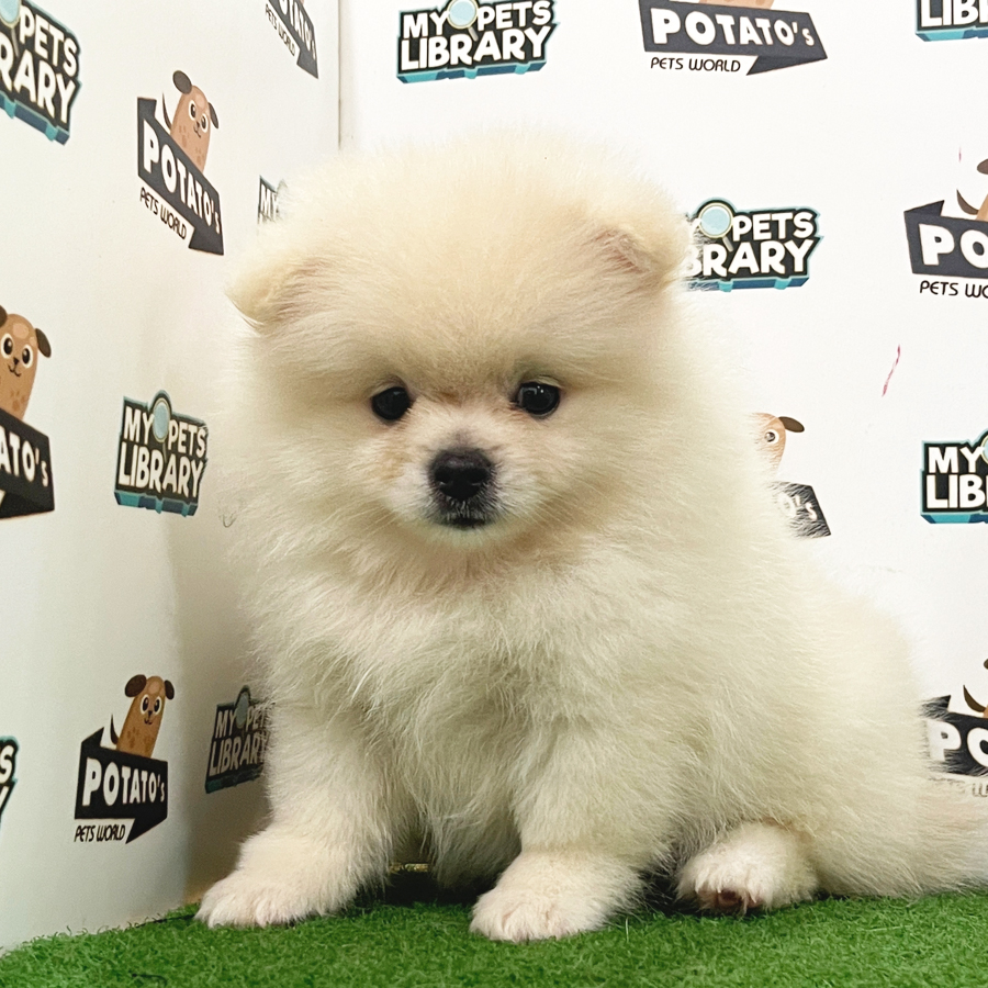 Pomeranian Puppy (Female) For Sale
