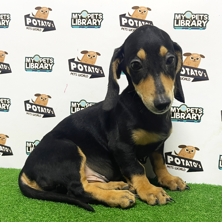 Dachshund Puppy (Male) For Sale