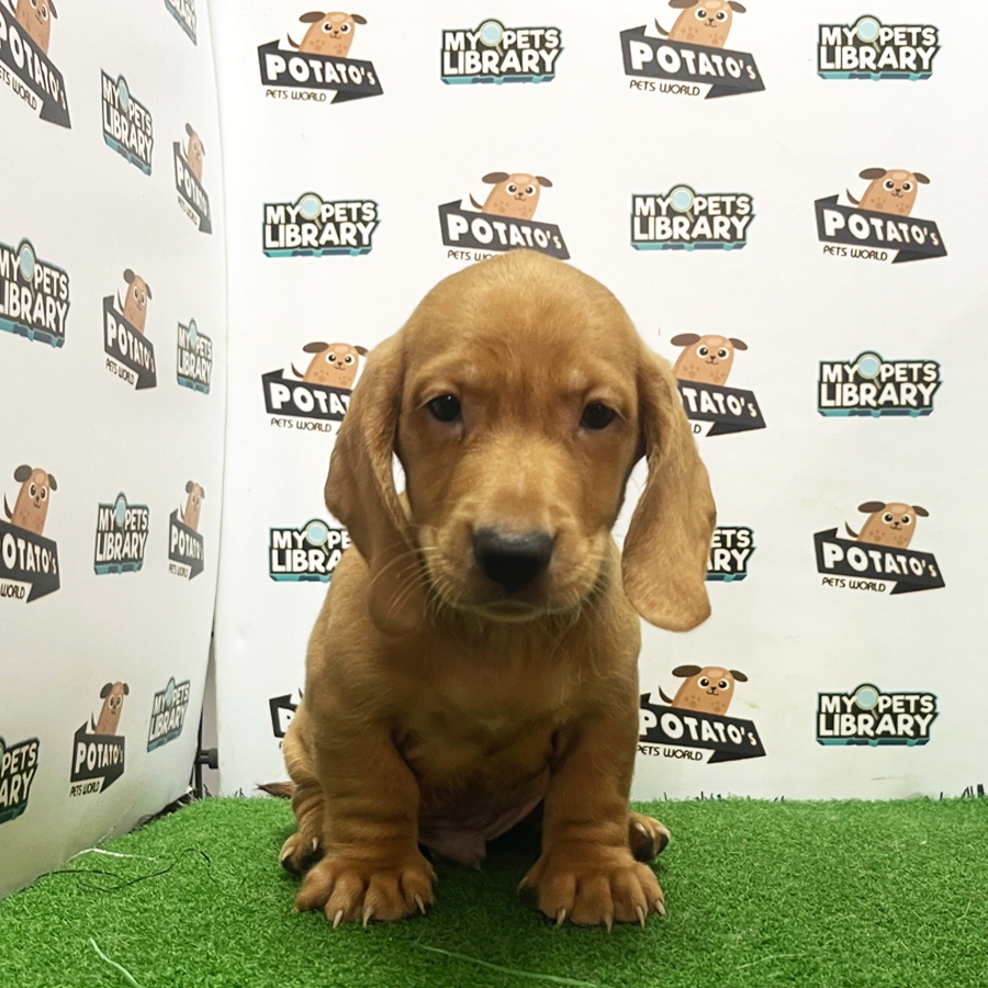 Dachshund Puppy (Male) For Sale