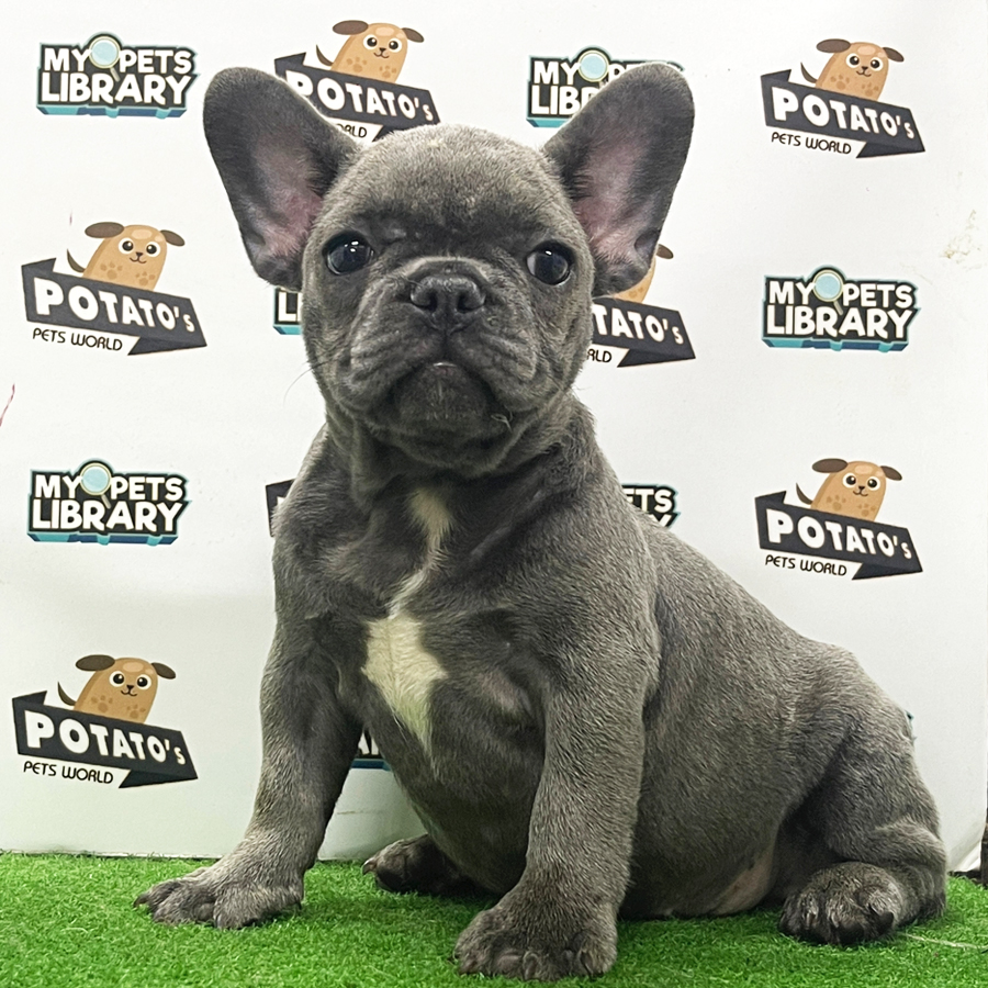 French Bulldog Puppy (Female) For Sale