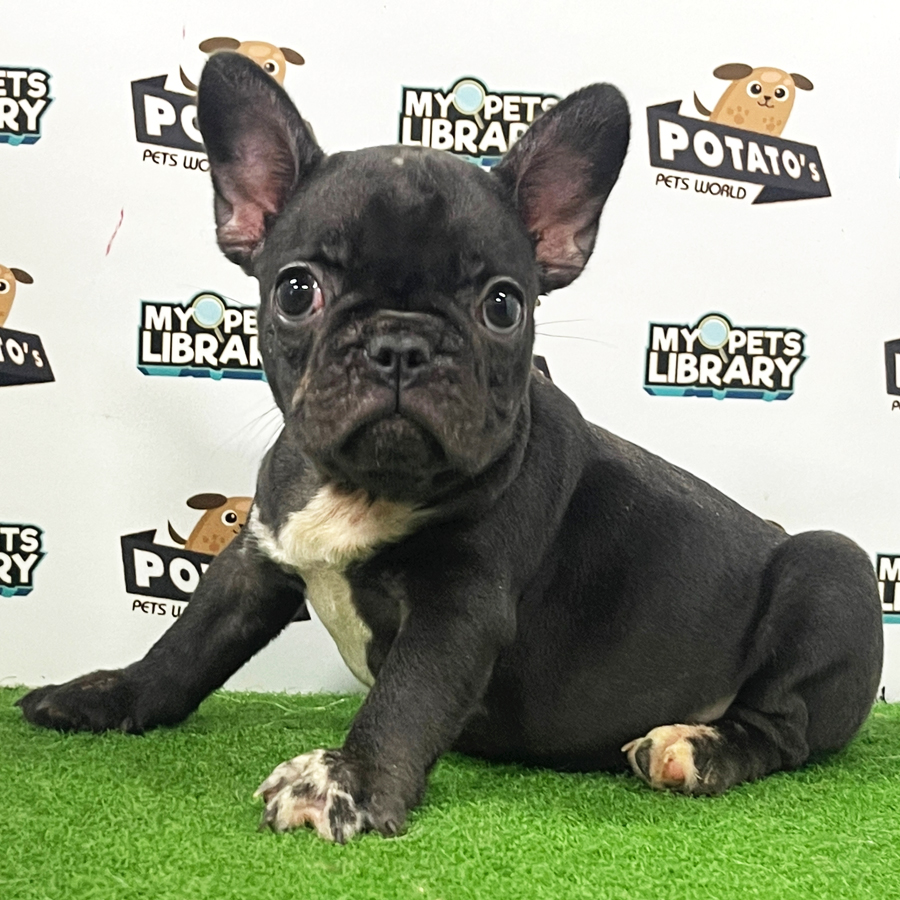 French Bulldog Puppy (Male) For Sale