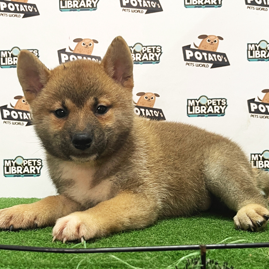 Shiba Inu Puppy (Male) For Sale