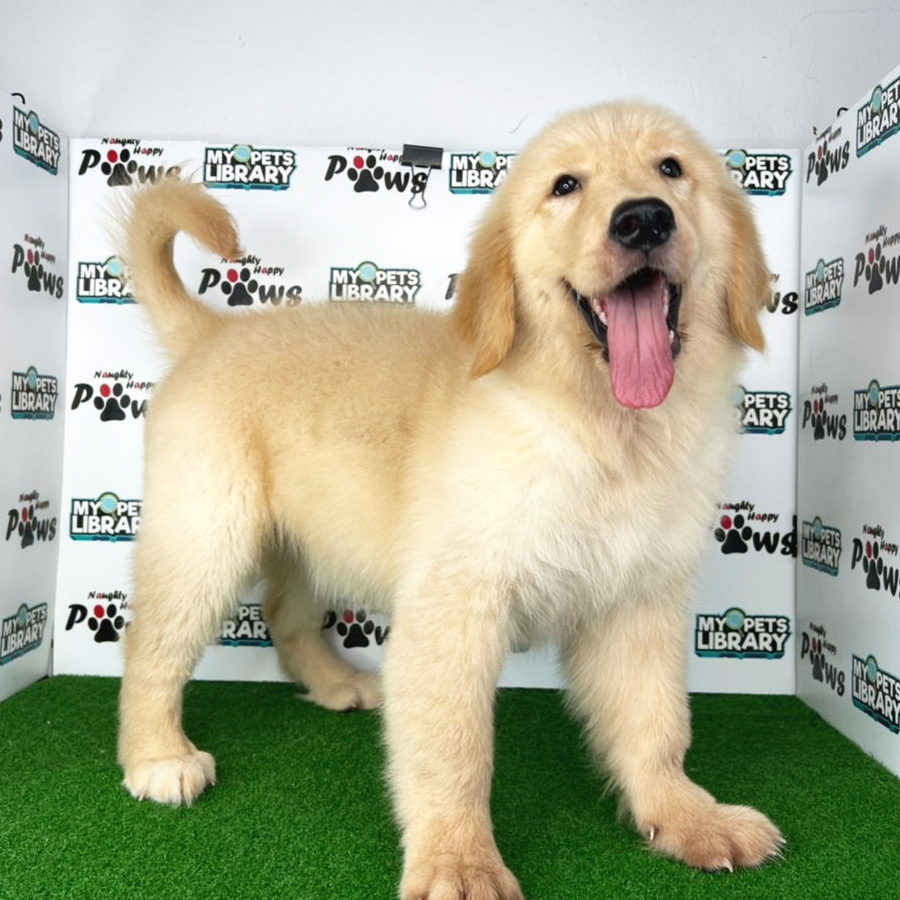 Golden Retriever Puppy (Female) For Sale