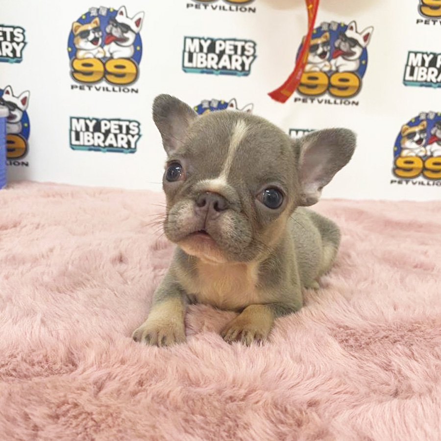 French Bulldog Puppy (Female) For Sale