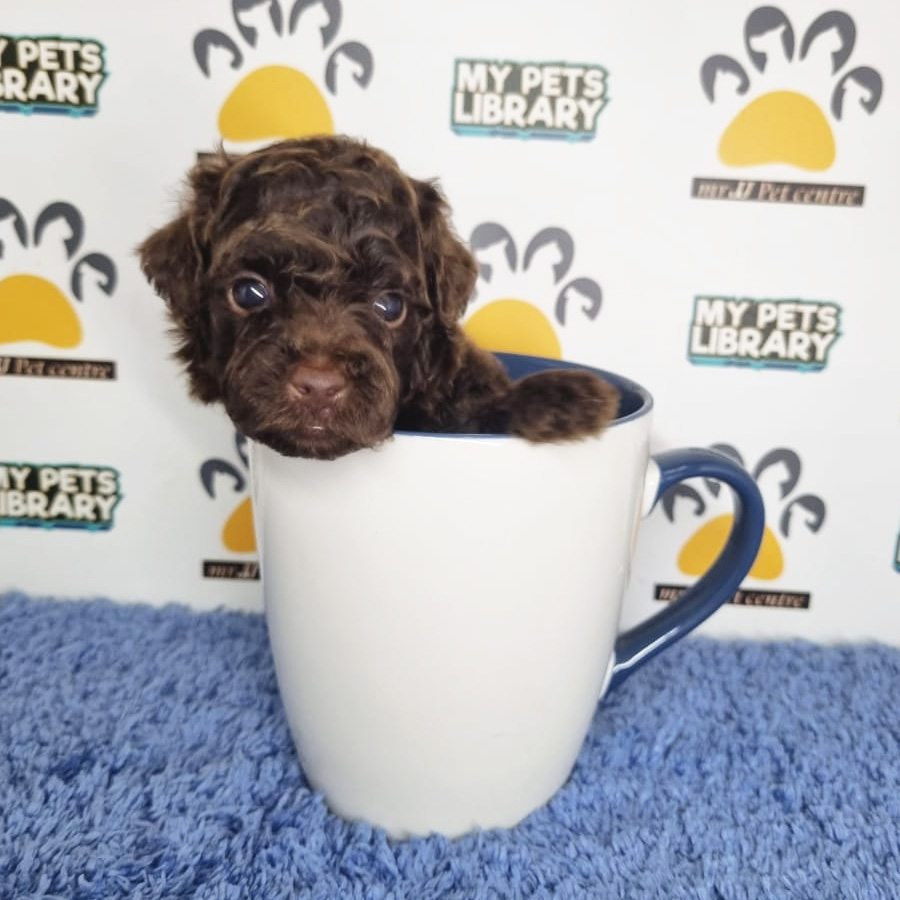Teacup Poodle Puppy (Male) For Sale